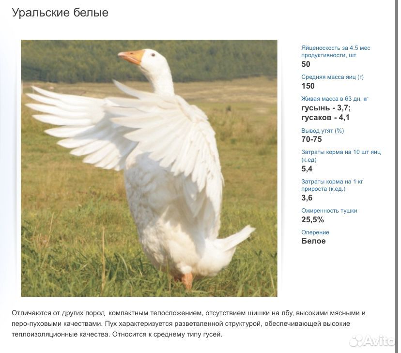 Уральские белые гуси описание породы фото