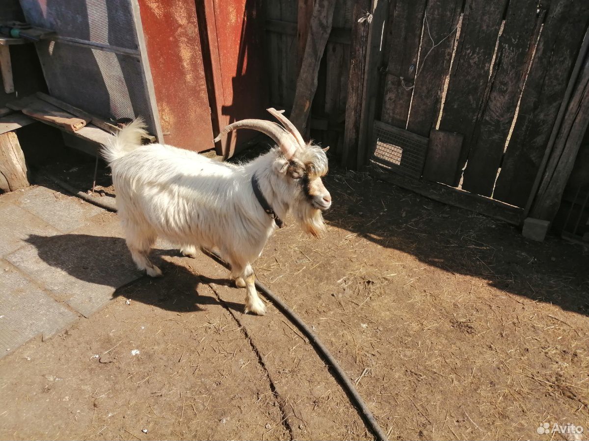 Продам полуторагодовалого козла на племя купить на Зозу.ру - фотография № 6