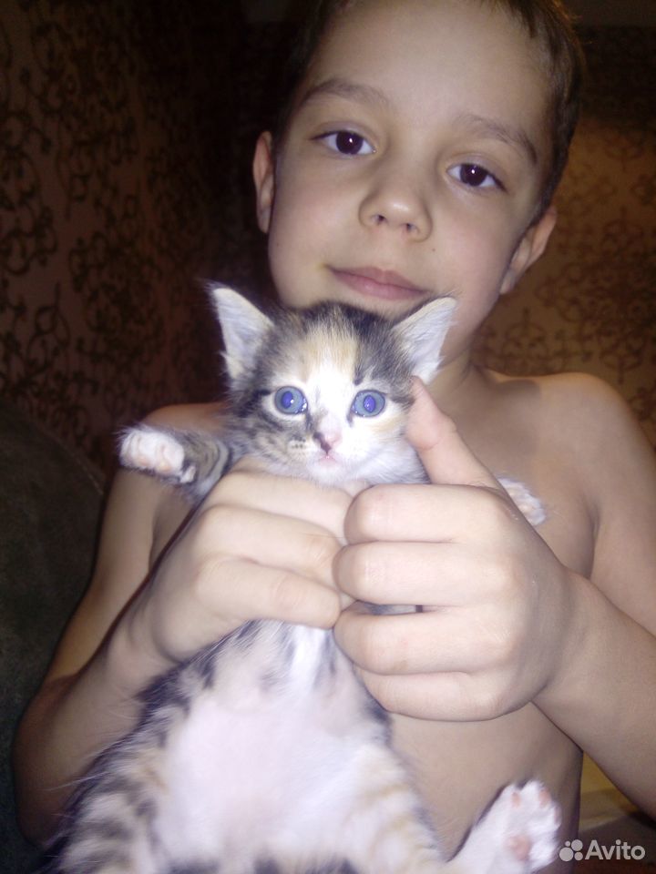 Маленькие котятки ищут дом купить на Зозу.ру - фотография № 2