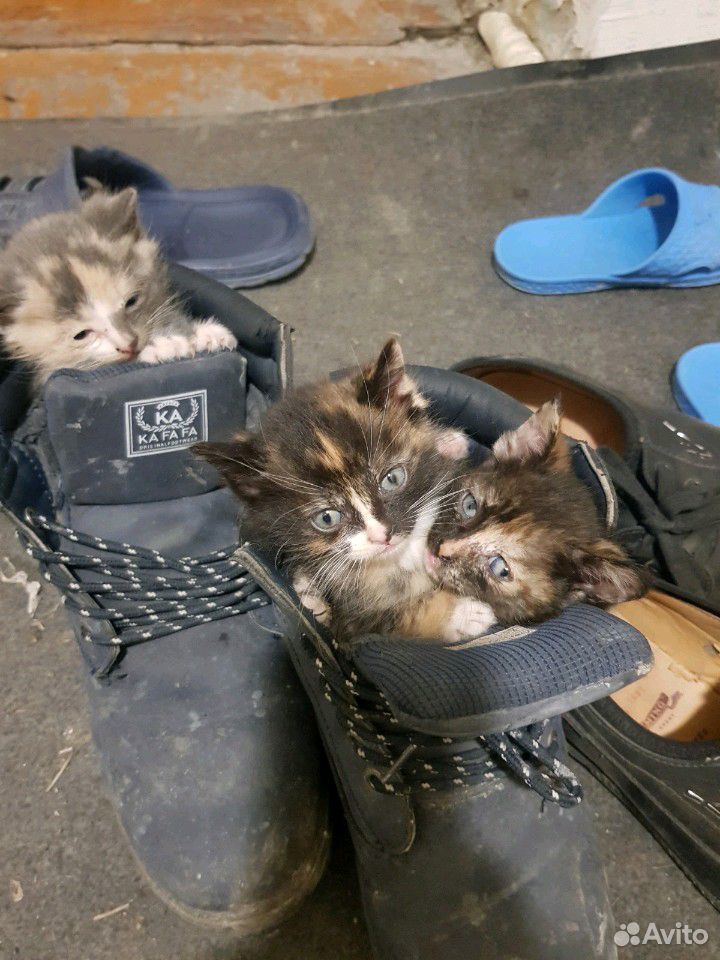 Три кошечки и один кот купить на Зозу.ру - фотография № 1