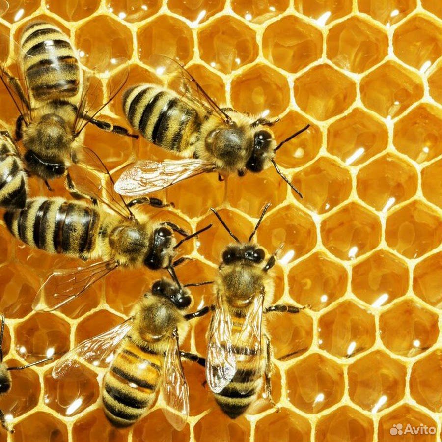 Пчёлы - продам купить на Зозу.ру - фотография № 1