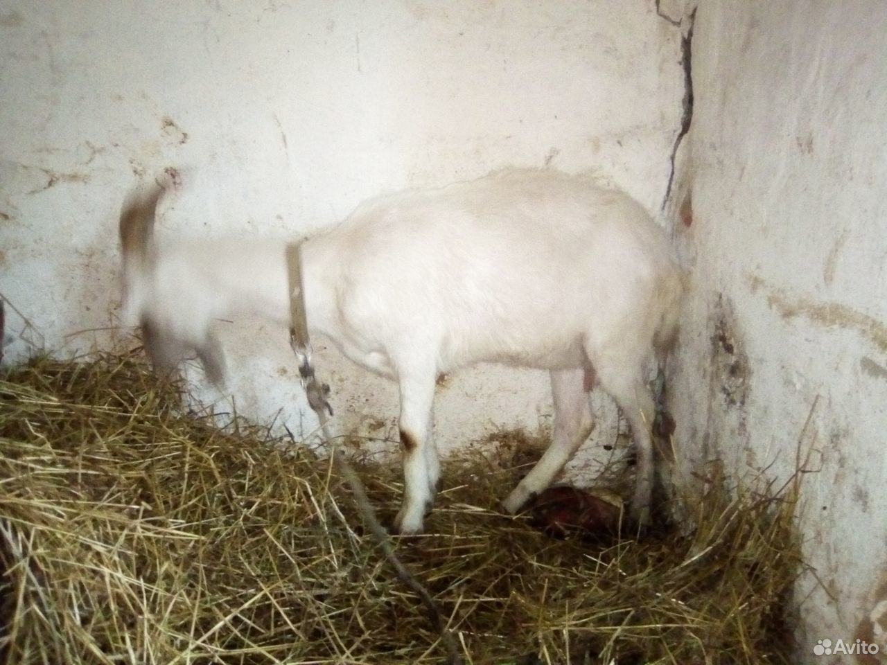 Продаётся коза купить на Зозу.ру - фотография № 1