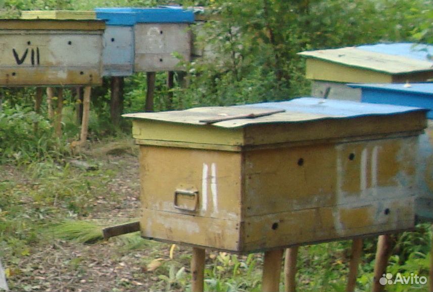 Продаются семьи пчёл вместе с ульями купить на Зозу.ру - фотография № 1