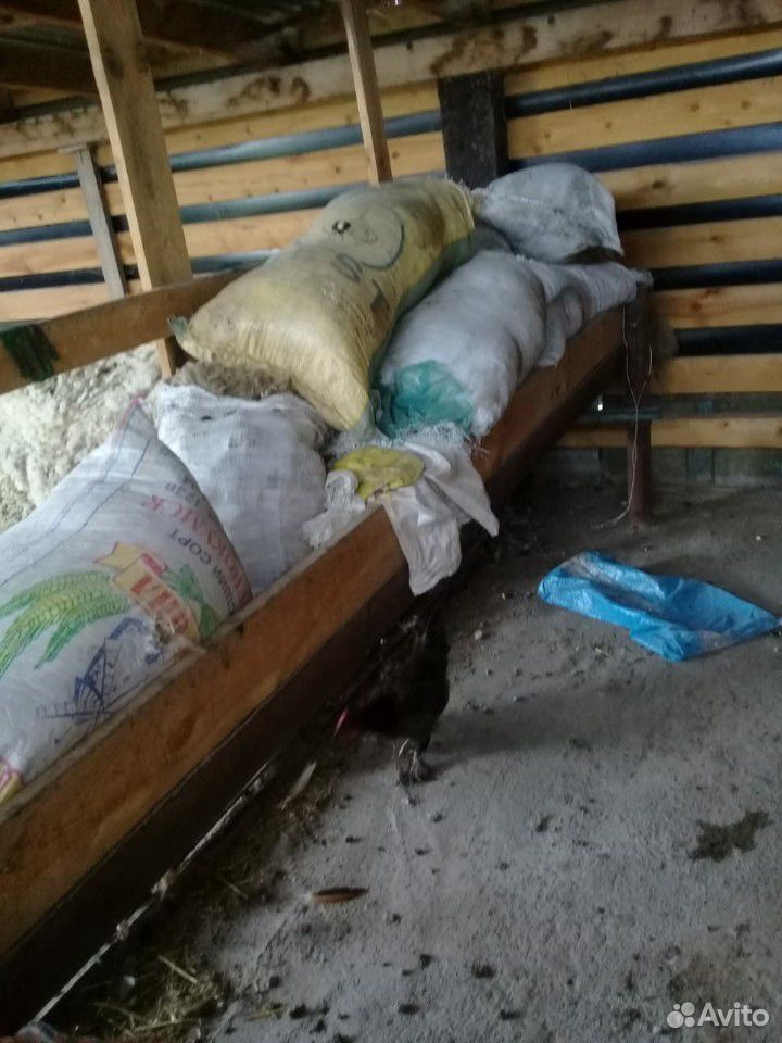 Шерсть овечья купить на Зозу.ру - фотография № 2