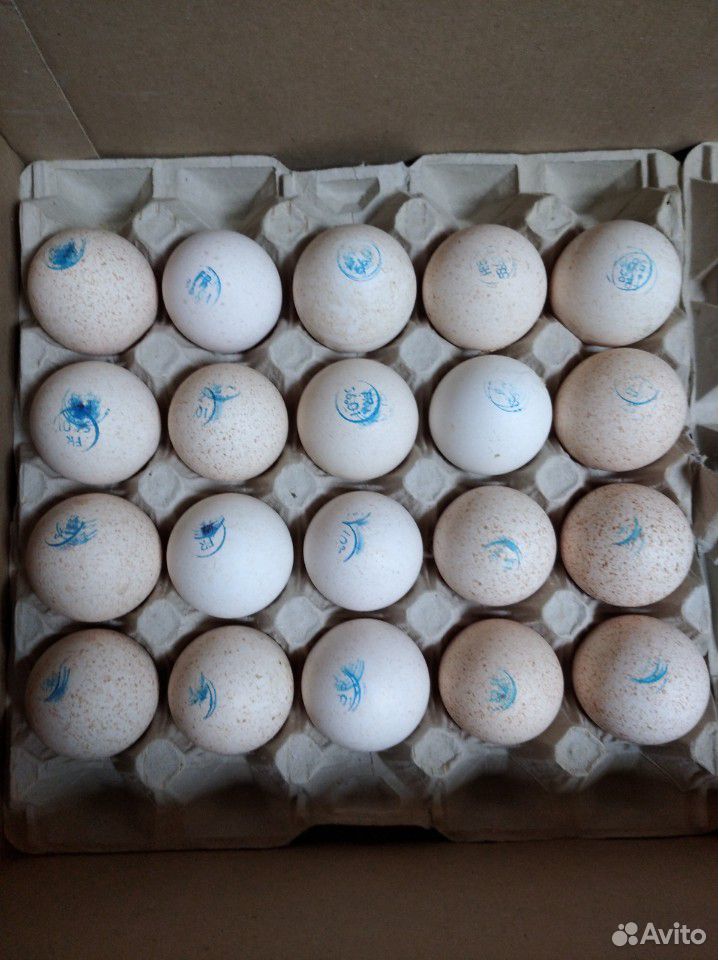 Инкубационное яйцо сезон 2020 купить на Зозу.ру - фотография № 2