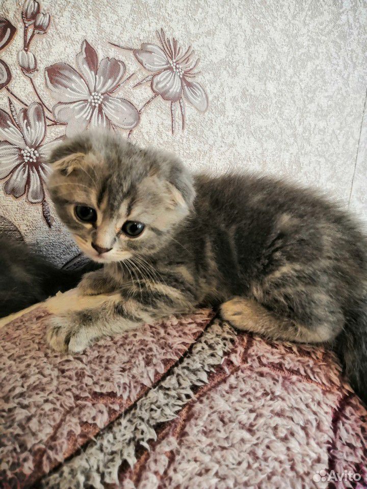 Кошка купить на Зозу.ру - фотография № 7