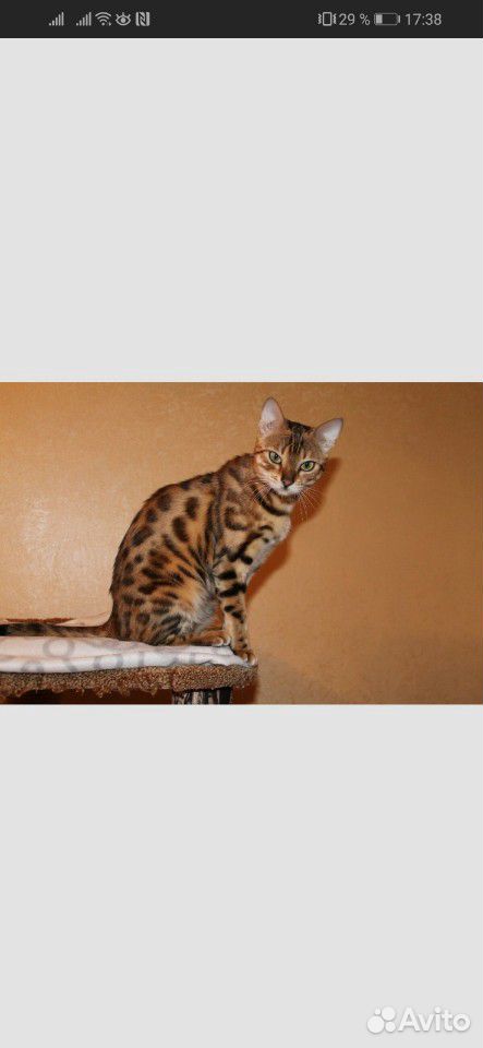 Продам бенгальского котенка, девочка, 4 месяца купить на Зозу.ру - фотография № 6