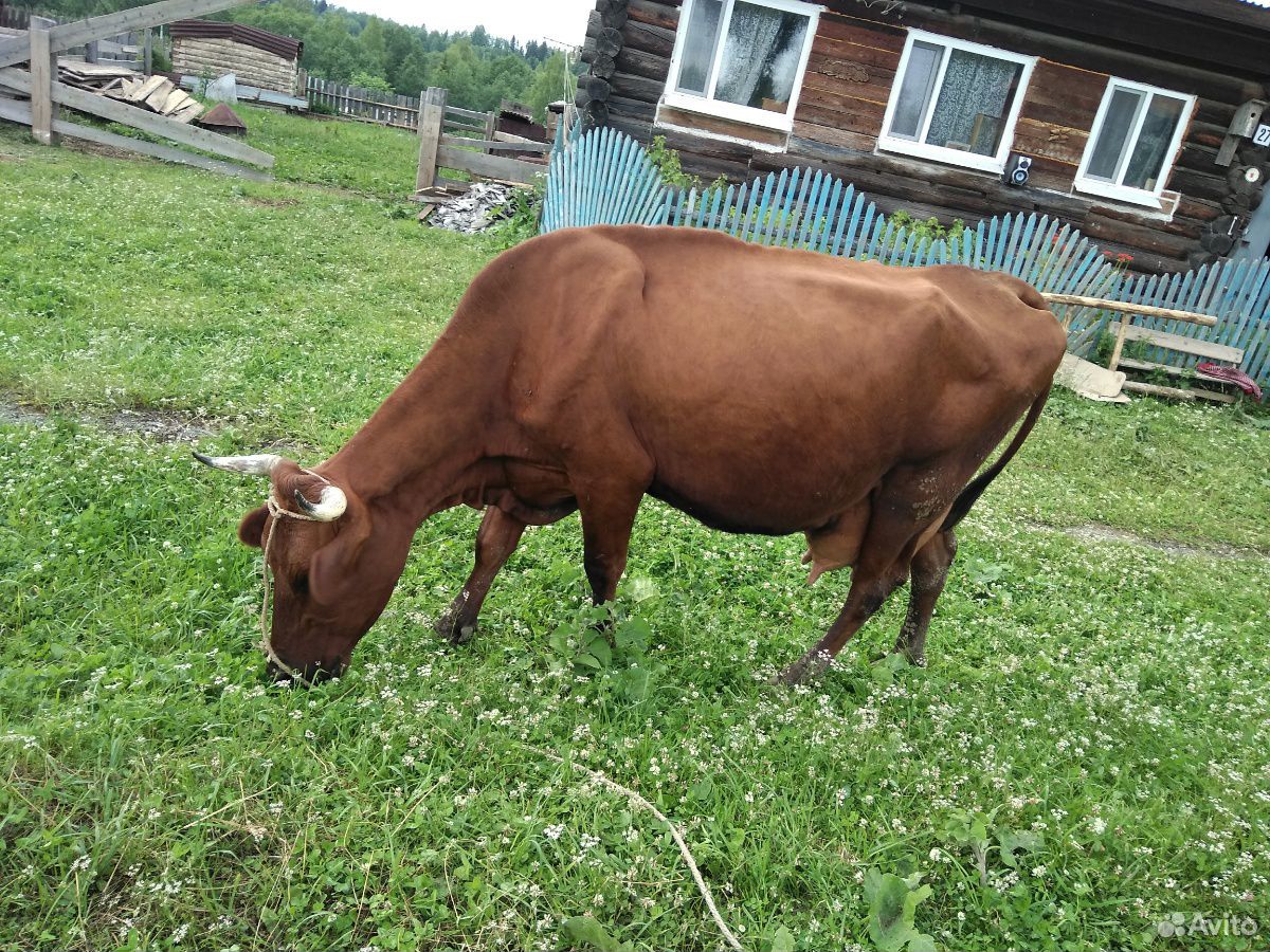 Продам суксунскую корову купить на Зозу.ру - фотография № 1