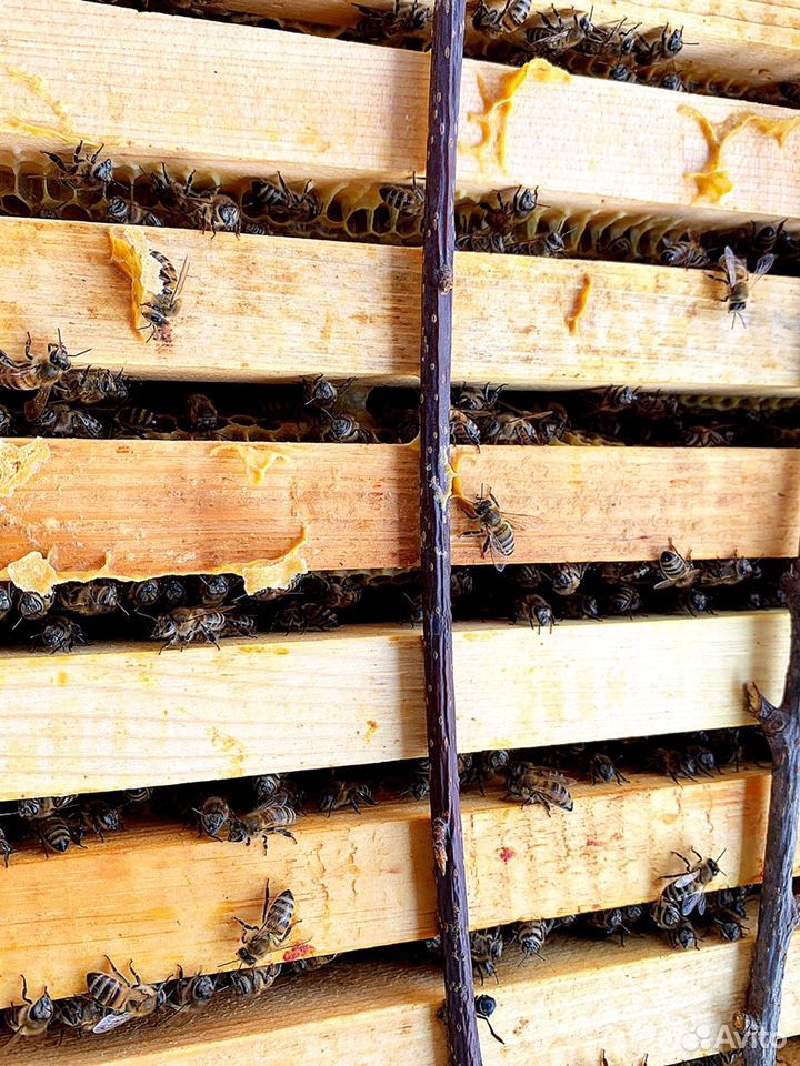 Продажа пчёл купить на Зозу.ру - фотография № 5