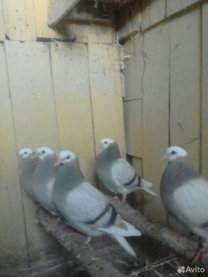 Пермские голуби купить на Зозу.ру - фотография № 1