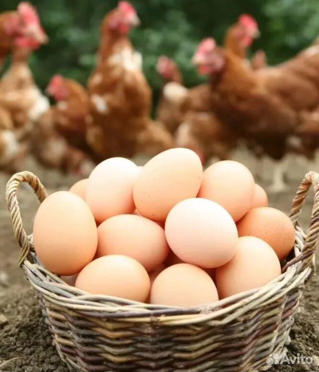 Яйца домашние куриные и перепелов купить на Зозу.ру - фотография № 2