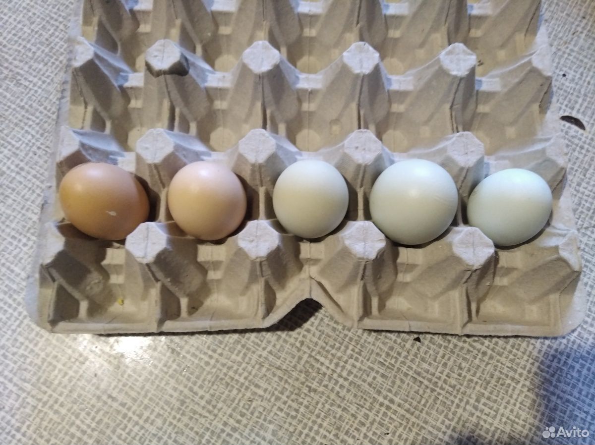 Яйца инкубационные купить на Зозу.ру - фотография № 2