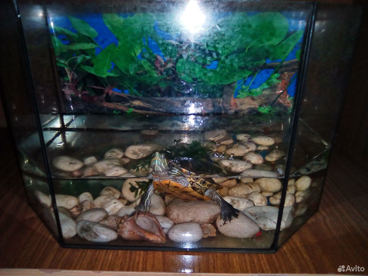 Продам аквариум вместе с черепахой купить на Зозу.ру - фотография № 2