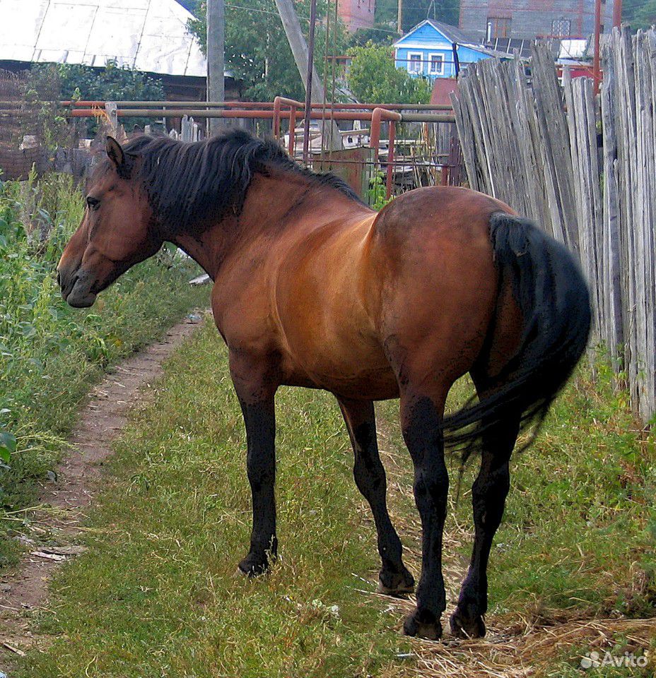 Продаётся лошадь купить на Зозу.ру - фотография № 1