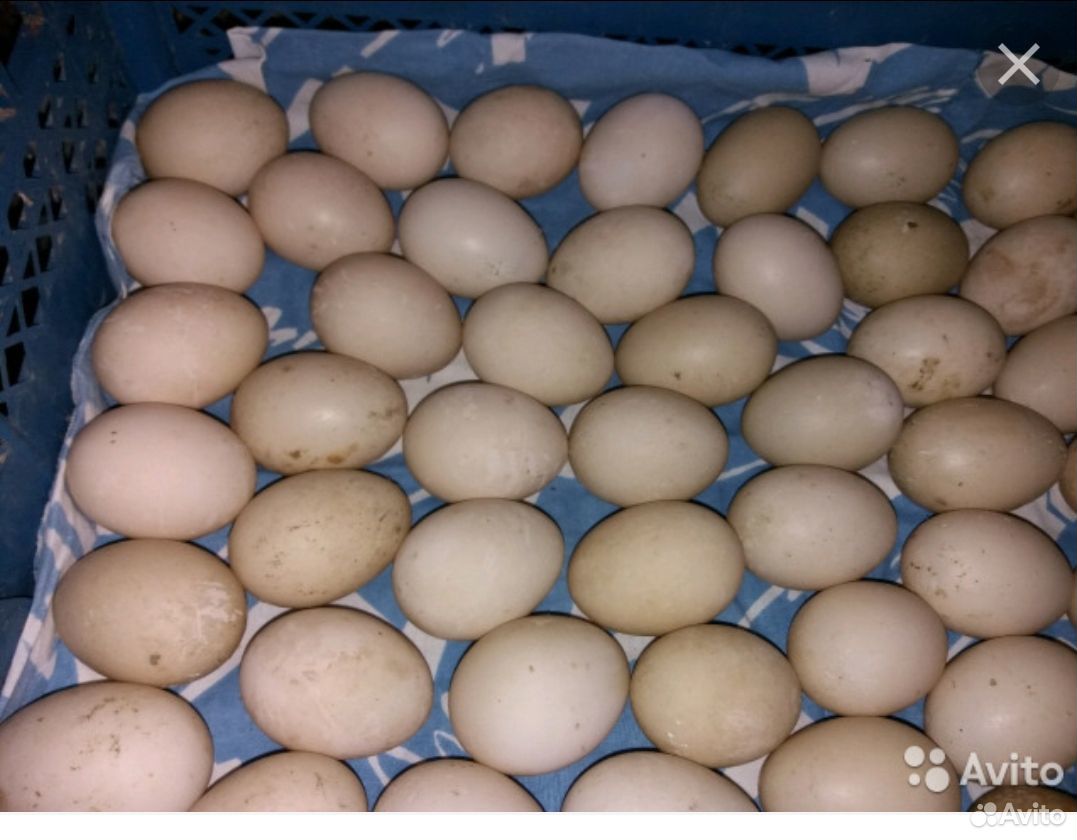 Купить инкубационное яйцо в воронежской области. Авито Оренбургская область инкубационное яйцо.