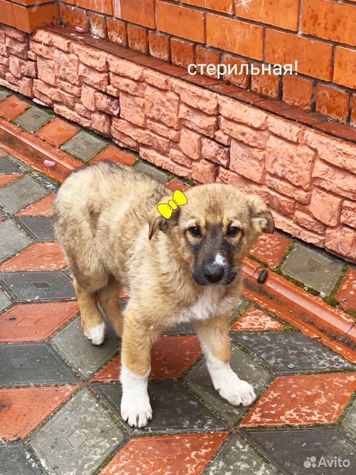Очаровательные щенки купить на Зозу.ру - фотография № 1