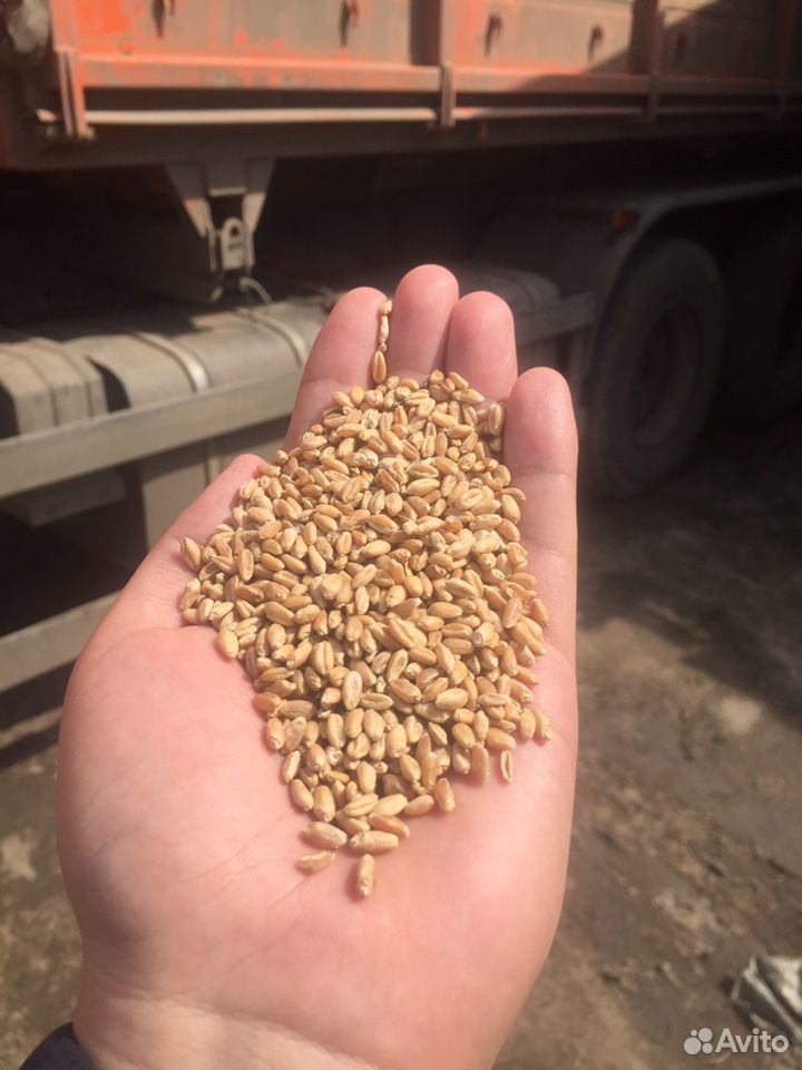 Озимая пшеница купить на Зозу.ру - фотография № 1