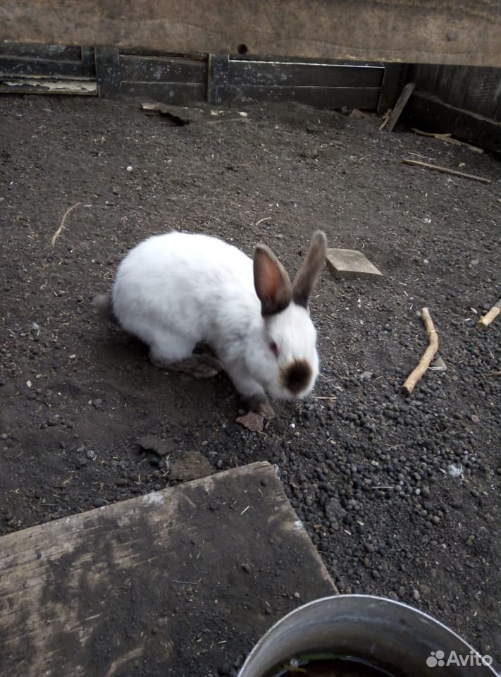 Продам 6 месячных кроликовПорода:Калифорнийские+Ве купить на Зозу.ру - фотография № 2