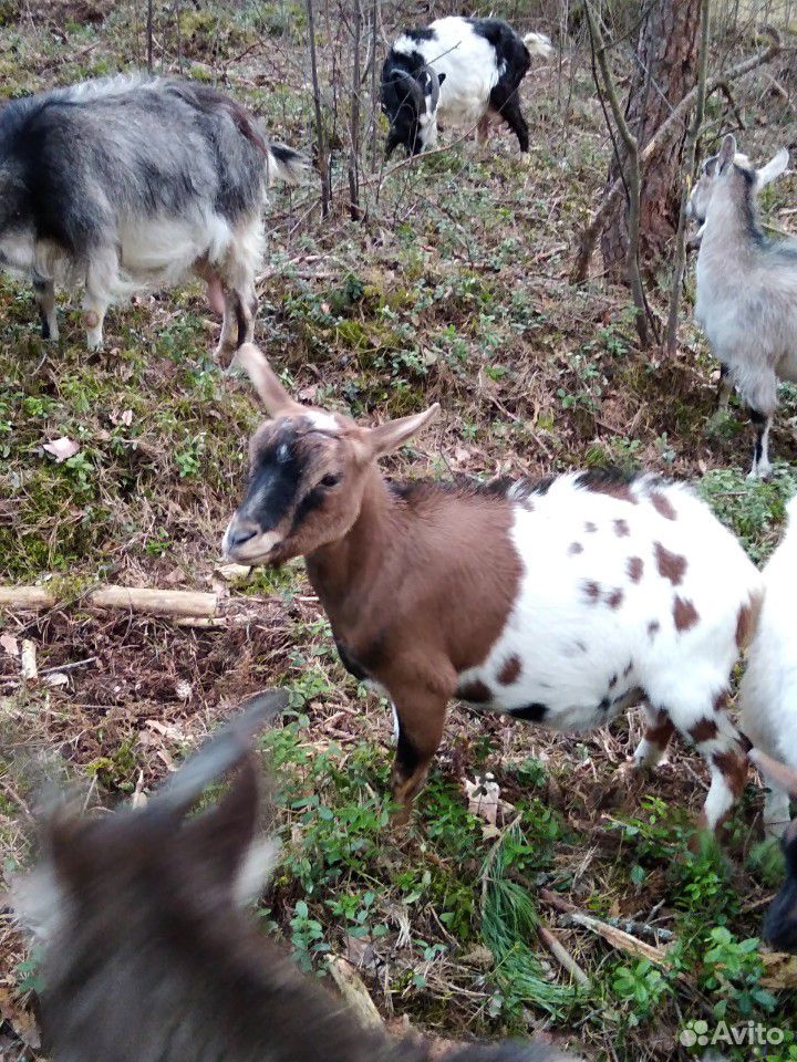 Камерунские козы купить на Зозу.ру - фотография № 1