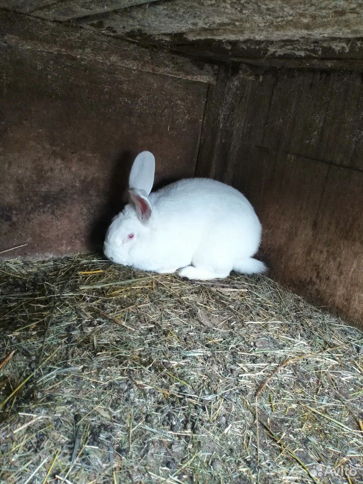 К чему снится кролик серый. Серый великан кролик. Кролик 2 месяца. Кролики 2-3 месяца. Кролик 1.5 месяца.