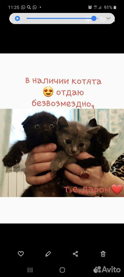 Отдаем котят купить на Зозу.ру - фотография № 1