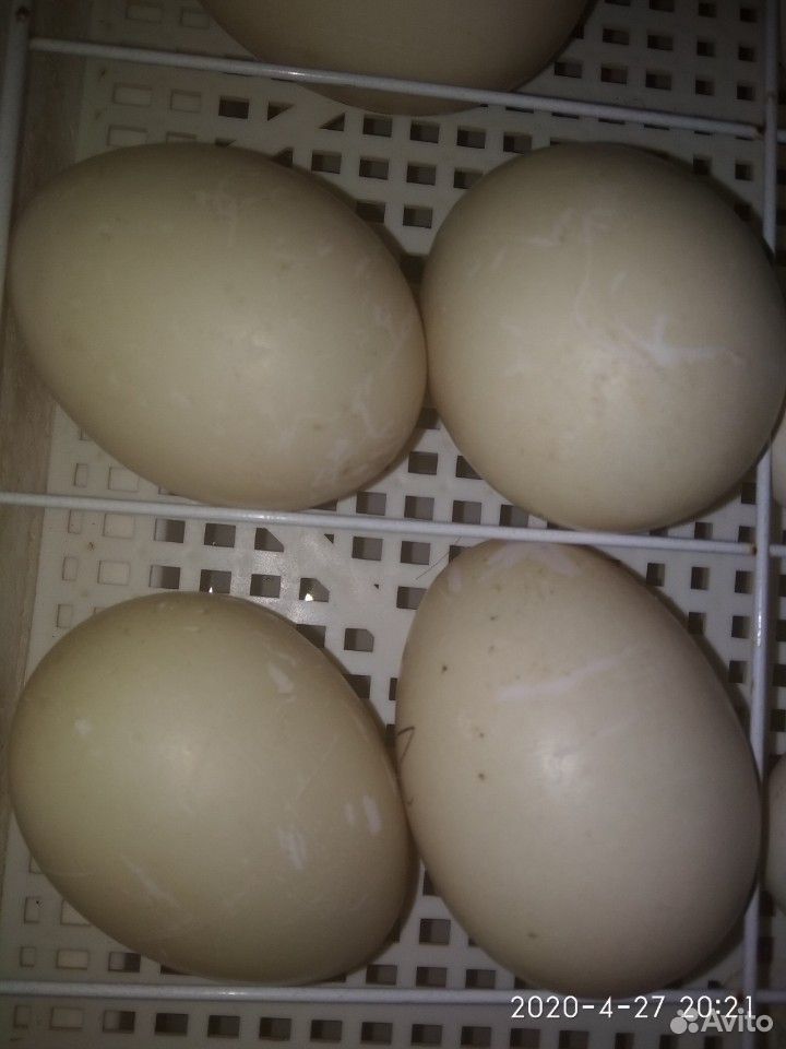 Инкубационное яйцо купить на Зозу.ру - фотография № 1
