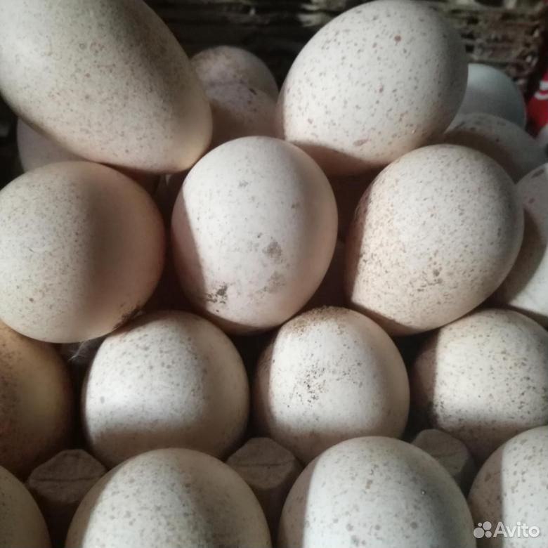 Индюшинные яйца купить на Зозу.ру - фотография № 1