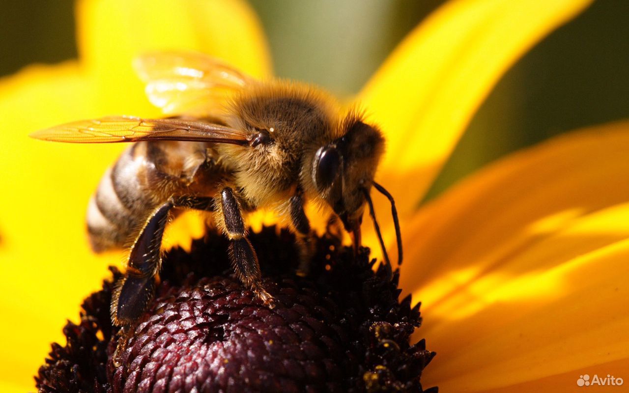 Пчелы с доставкой купить на Зозу.ру - фотография № 1