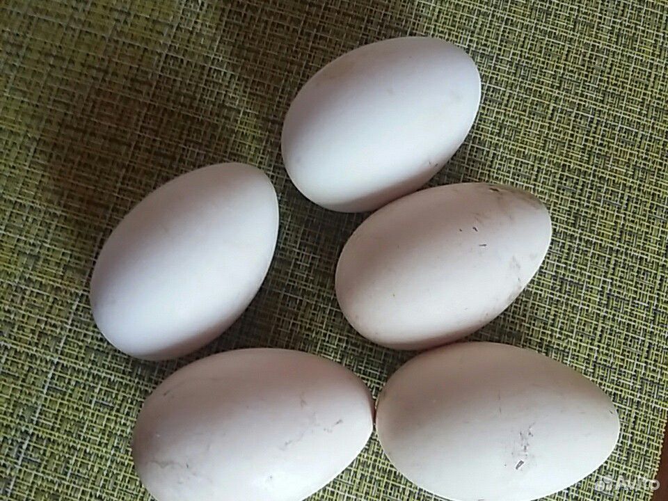 Инкубационные яица гусей купить на Зозу.ру - фотография № 2