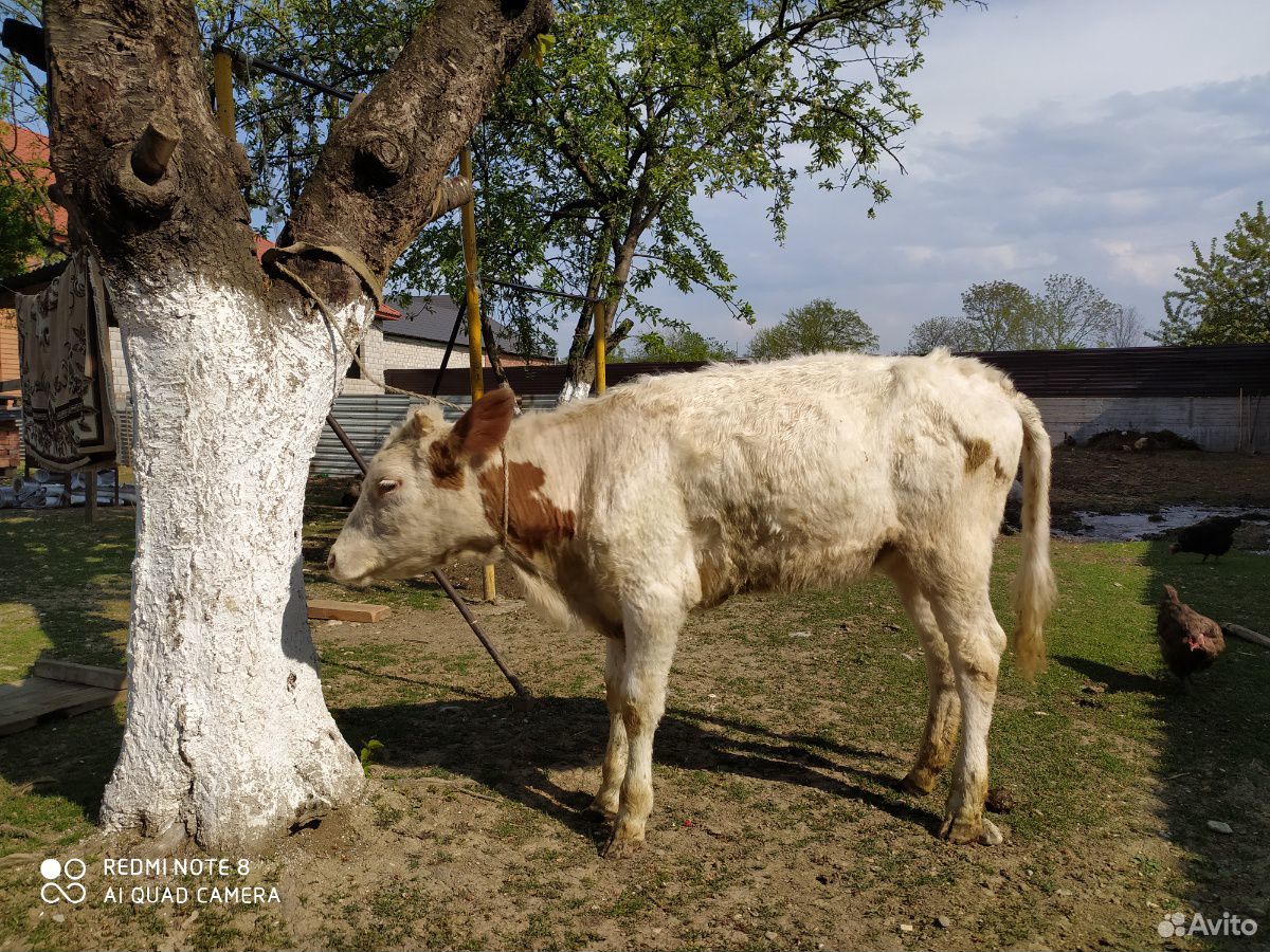 Бычок, тёлка, корова купить на Зозу.ру - фотография № 7