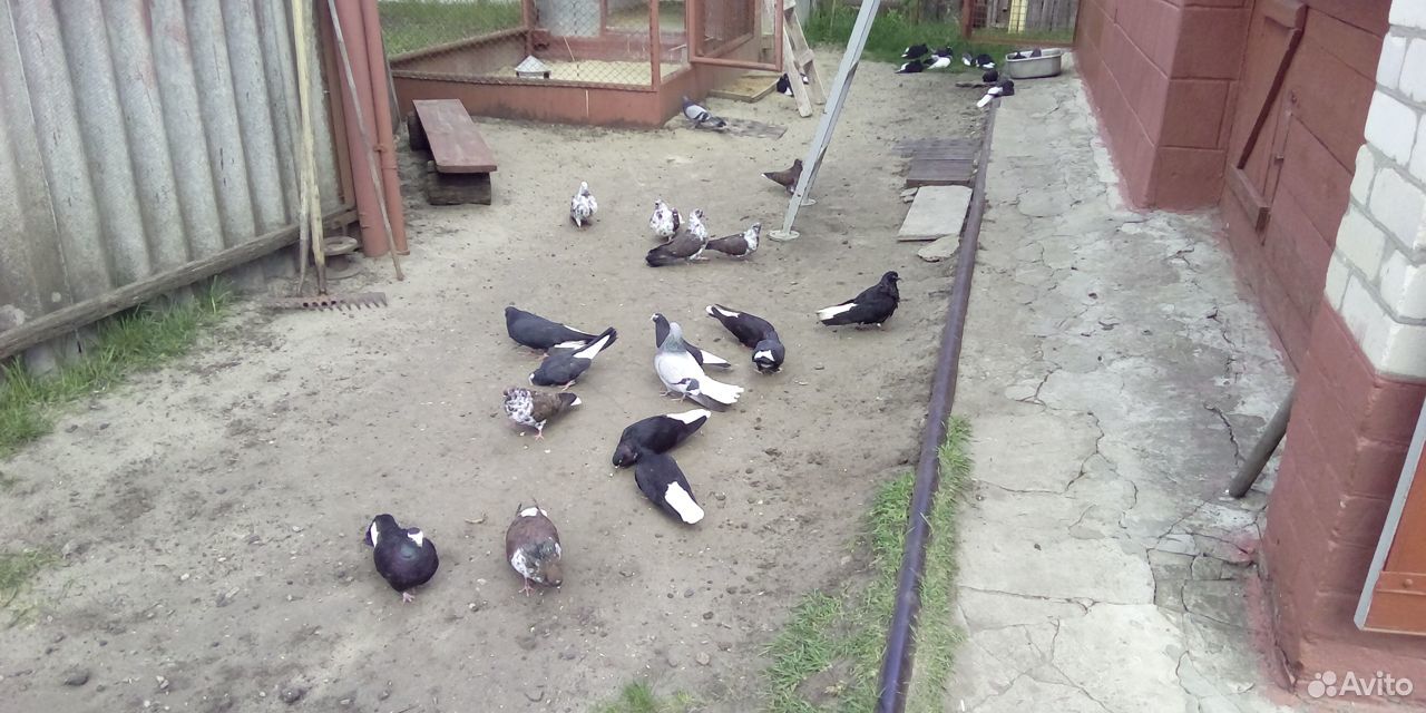 петух рутхаур на авито борисоглебск. корм для диких зерноядных птиц. птица борисоглебск. аист упал. птица борисоглебск.