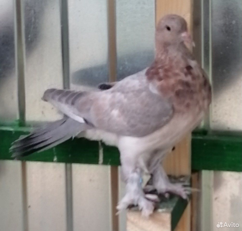 Широкохвостые голуби купить на Зозу.ру - фотография № 2