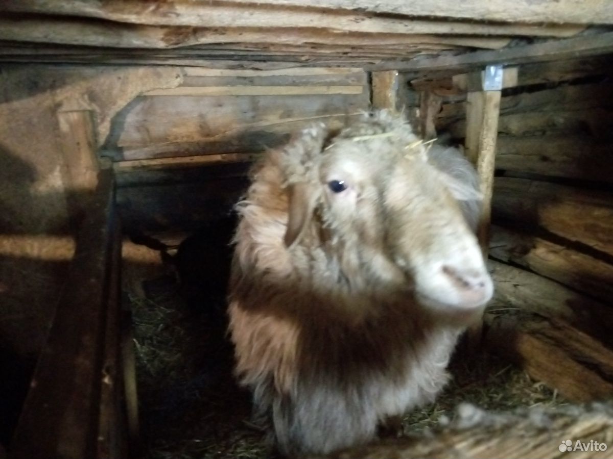 Овцы романовские, баран курдючный,коза купить на Зозу.ру - фотография № 2