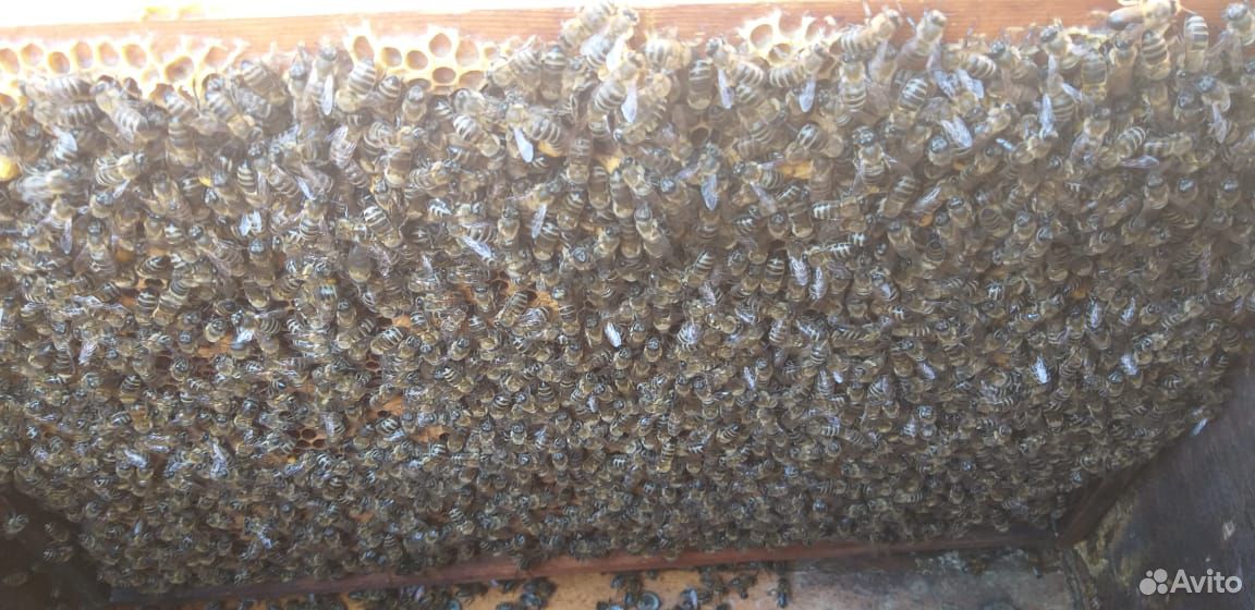 Пчёлы. Пчёло семьи купить на Зозу.ру - фотография № 7