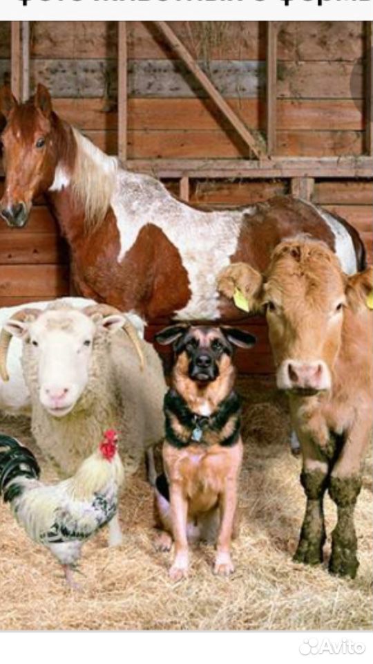 Ищу овечек баранов телят купить на Зозу.ру - фотография № 1