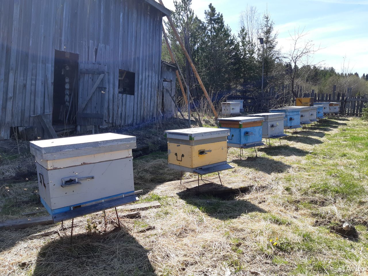 Продаются семьи пчел купить на Зозу.ру - фотография № 2