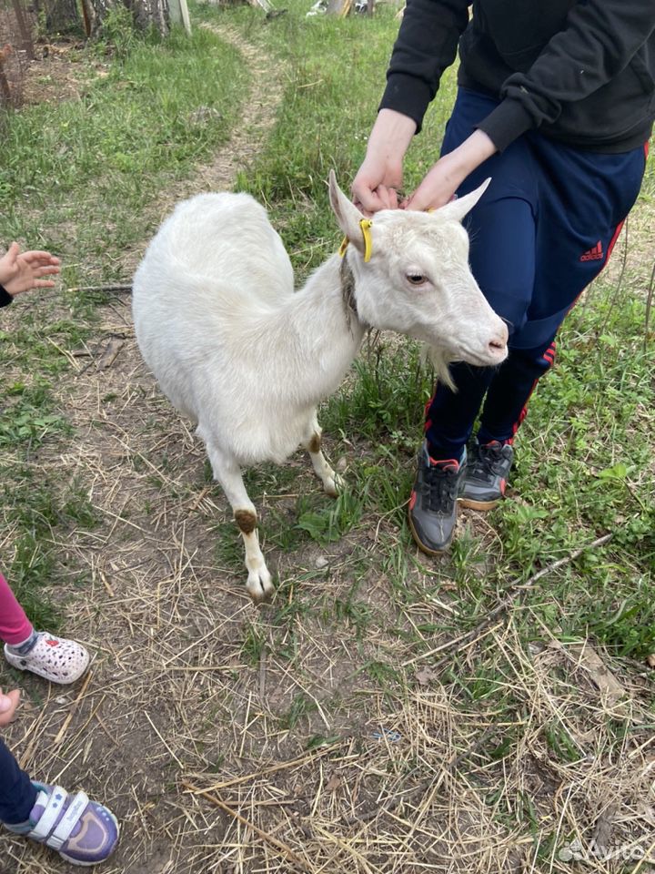 Продам козу купить на Зозу.ру - фотография № 6