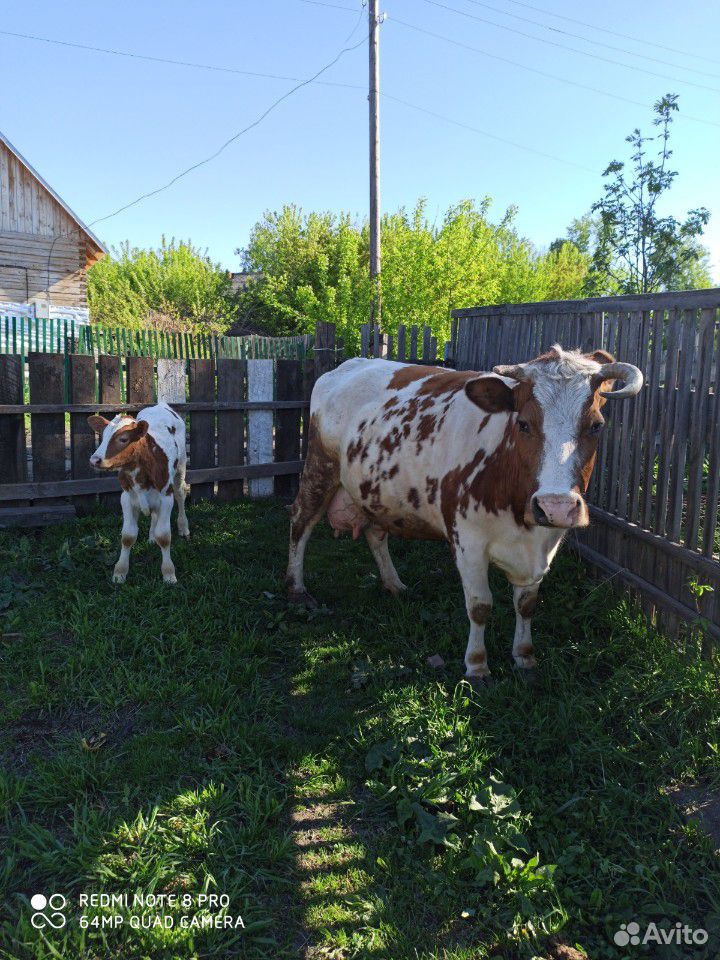 Продам корову купить на Зозу.ру - фотография № 7