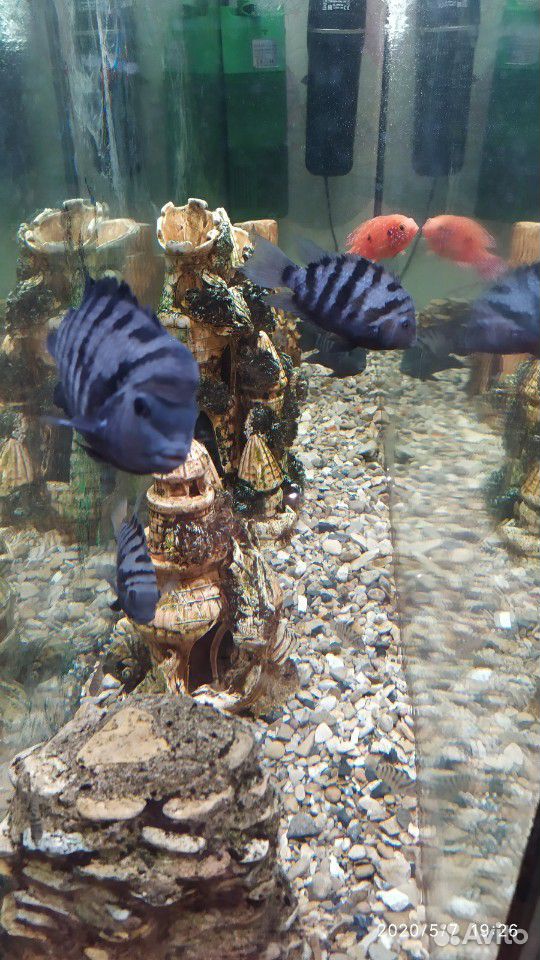 Цихлиды,аквариумные рыбки купить на Зозу.ру - фотография № 1