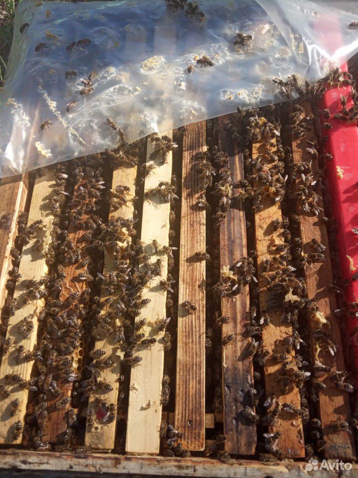 Продам отводки и пчелосемьи породы Карника купить на Зозу.ру - фотография № 5