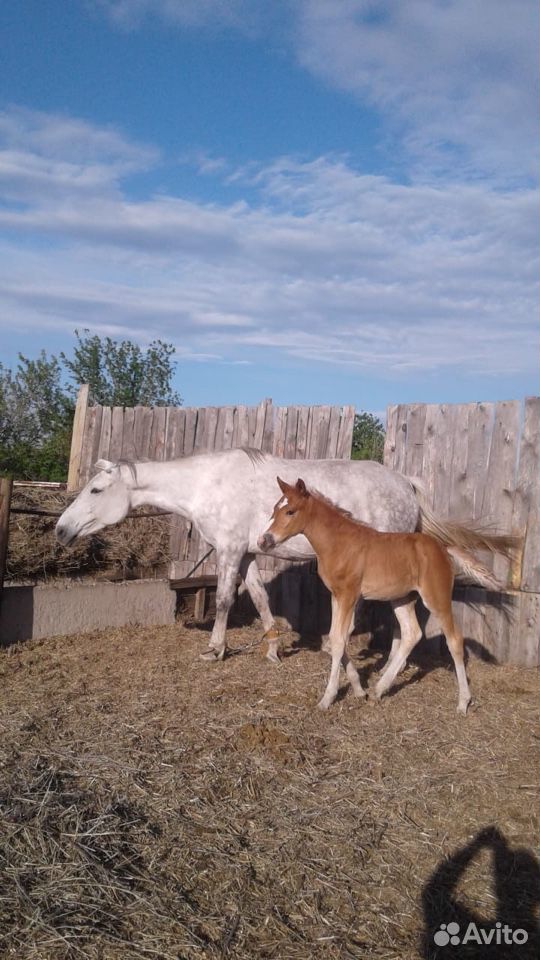 Лошади, коровы купить на Зозу.ру - фотография № 1