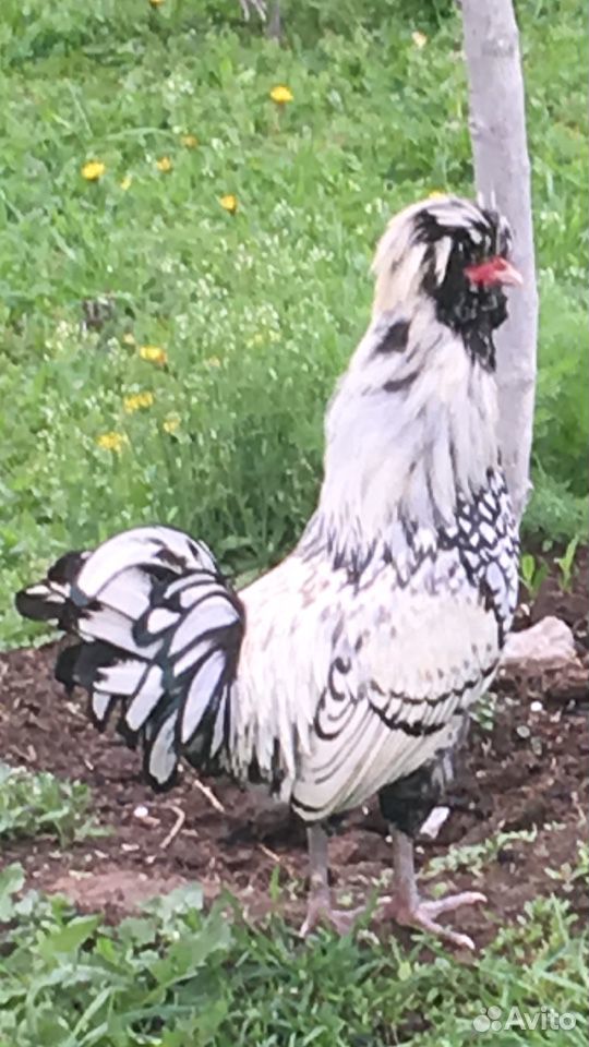 Падуаны серебристоокаймленные цыплята,инкубационно купить на Зозу.ру - фотография № 2