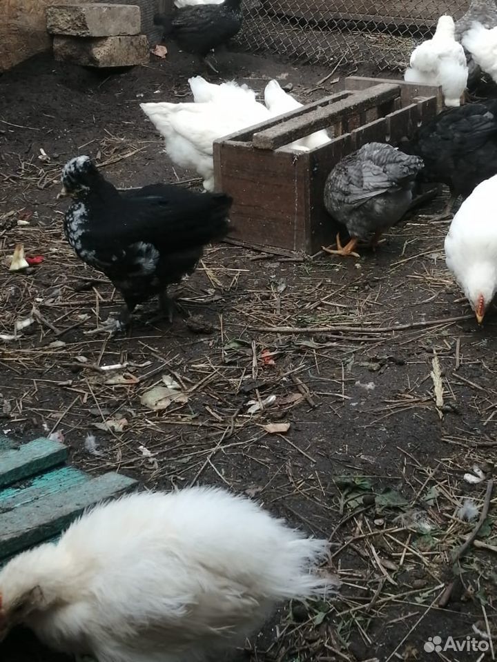 Цыплята, кролики, саженцы и рассада купить на Зозу.ру - фотография № 2