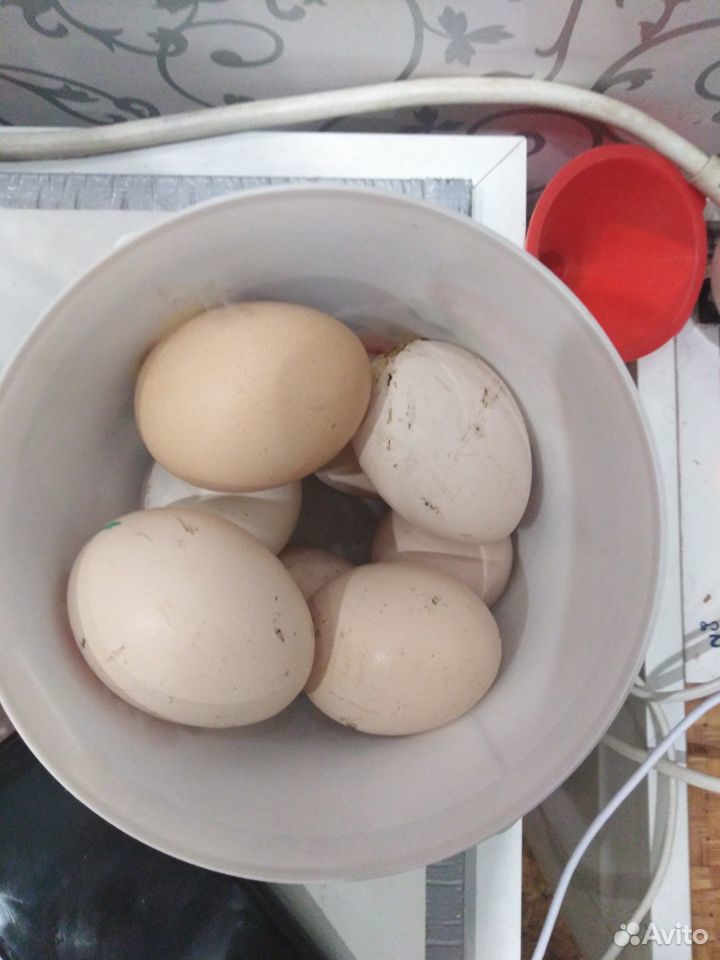 Инкубационное яйцо кур несушек пушкинской породы купить на Зозу.ру - фотография № 1