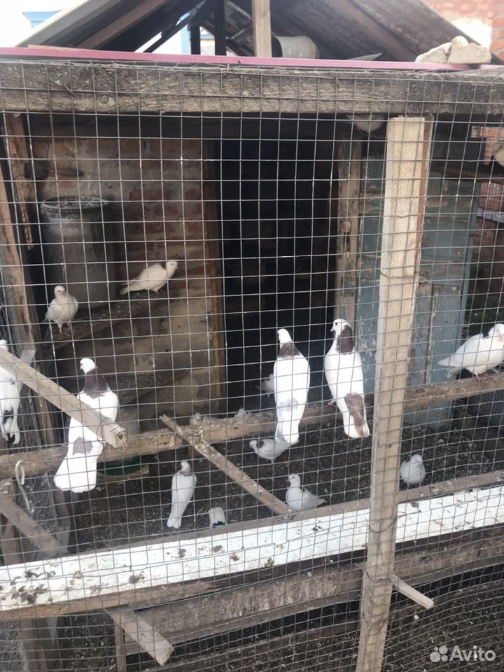 Армянские голуби купить на Зозу.ру - фотография № 2