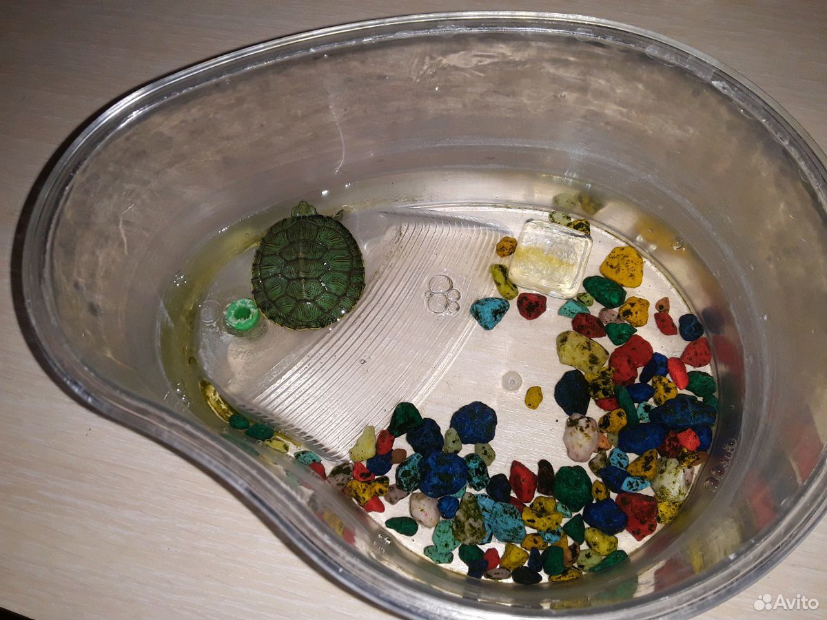 Аквариум с черепахой купить на Зозу.ру - фотография № 1