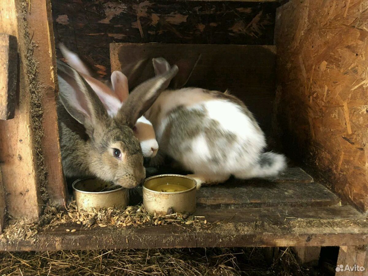 Кролики: Ризены. 5 месячные самец и самка по 2500 купить на Зозу.ру - фотография № 4