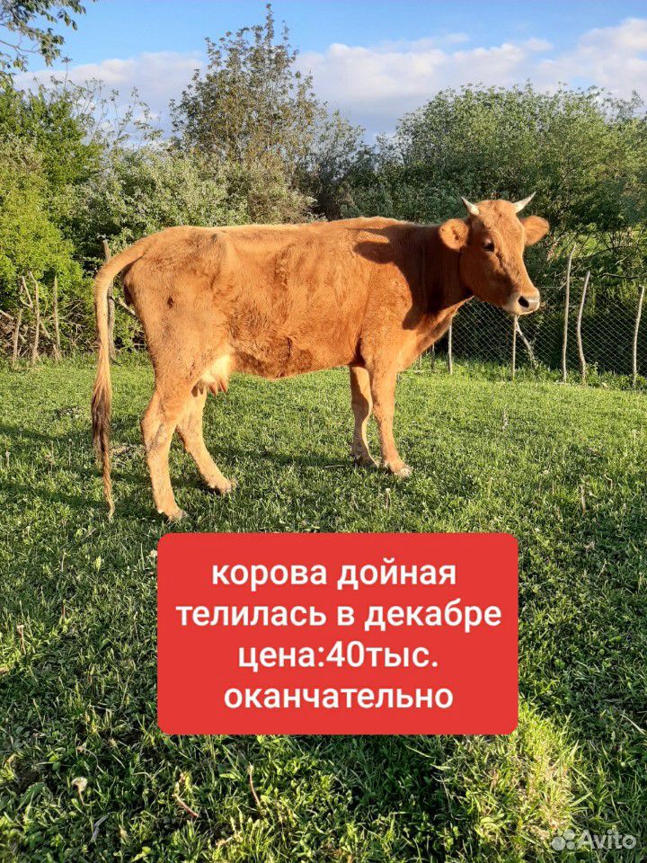 2 коровы 2 телёнка купить на Зозу.ру - фотография № 1