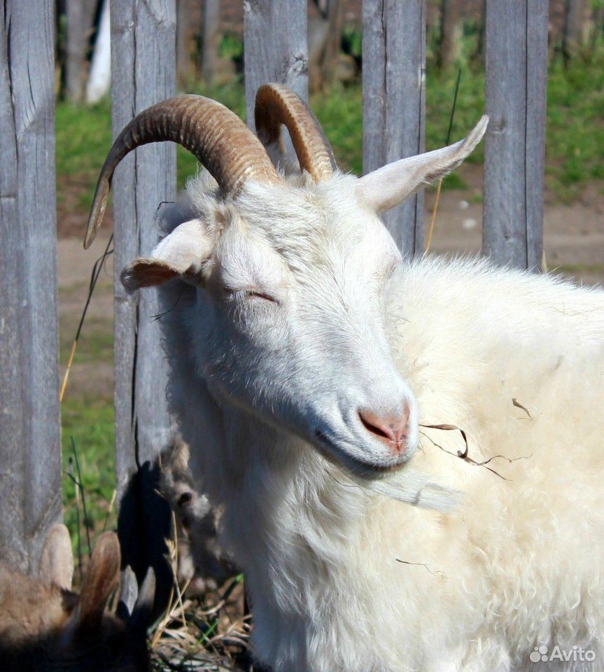 Продам или обменяю козу купить на Зозу.ру - фотография № 2