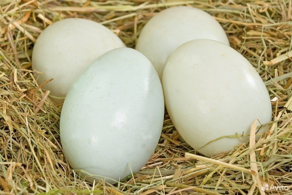 Инкубационное яйцо мускусных уток купить на Зозу.ру - фотография № 1